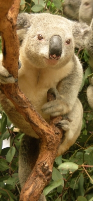 Bildungsfreistellung in Australien